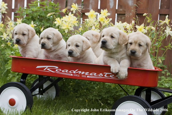 Yellow Labrador Retriever puppies.