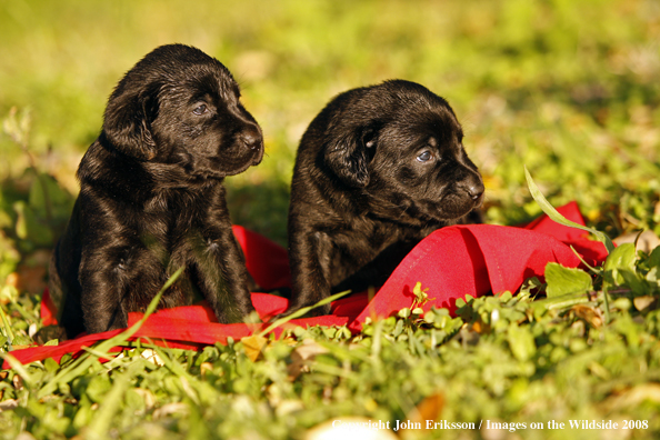 Black Labrador Retriever pups