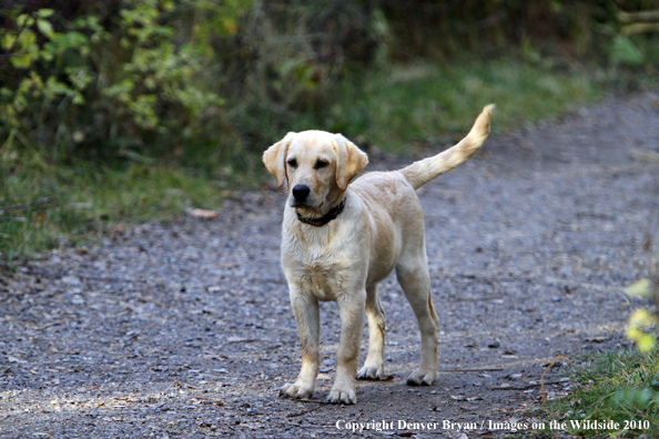 Yellow Labrador Retriever puppy