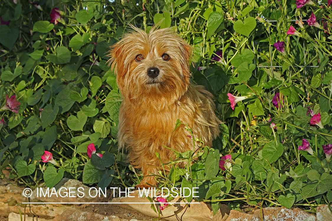 Norfolk Terrier sitting in front of flowers.