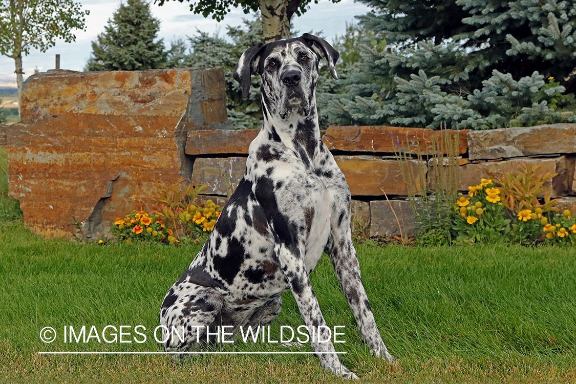 Great Dane in grass.