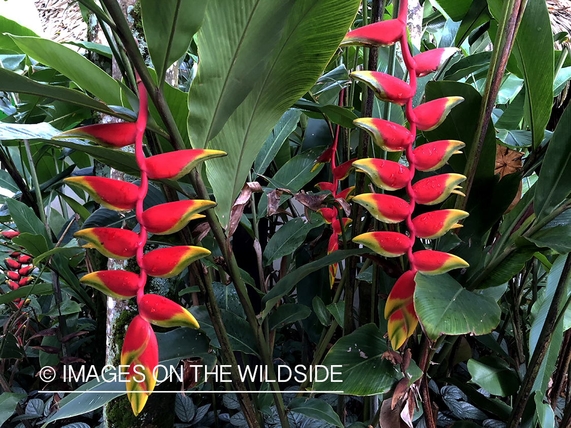 Heliconia plant on Aitutaki Island.