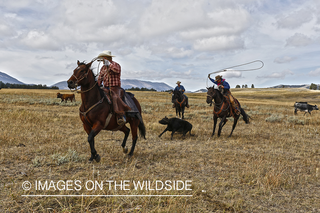 Coyboys and cowgirls herding cattle to be branded.