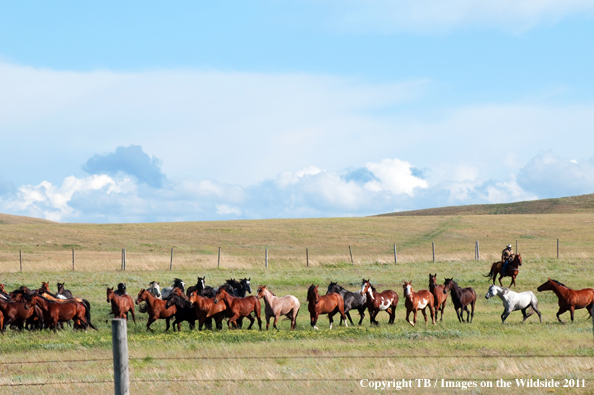 Cowboy herding horses