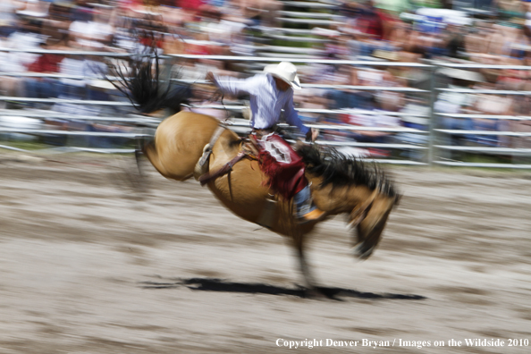 Augusta Rodeo