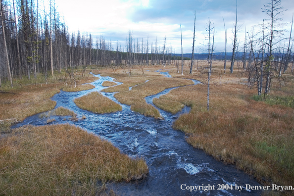 Yellowstone Landscape