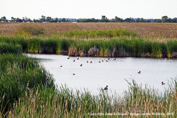 Duck flock on Wetlands in National Wildlife Refuge