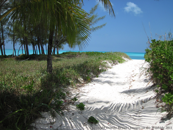 Beach in the Bahamas.                                