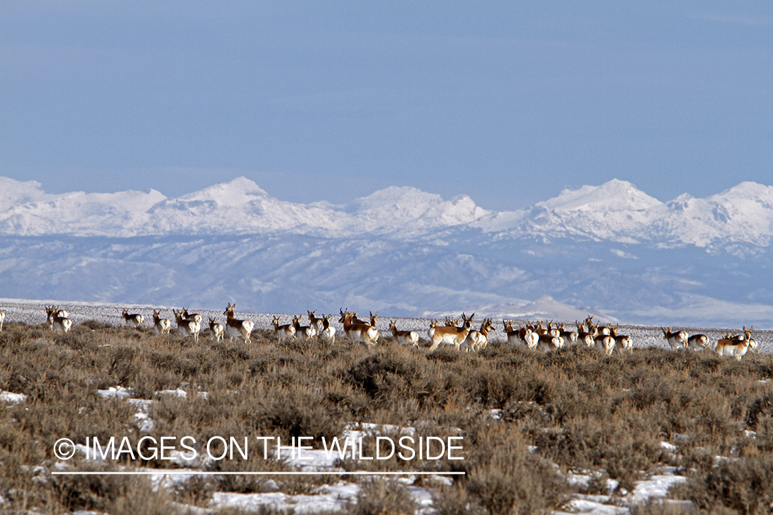 Pronghorn Antelope herd migrating in high mountain desert in Wyoming.