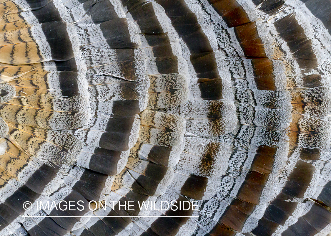 Ruffed grouse tail fan feathers. 