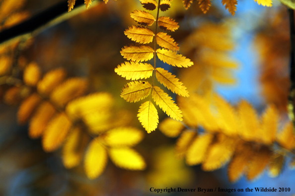 Autumn Vegetation