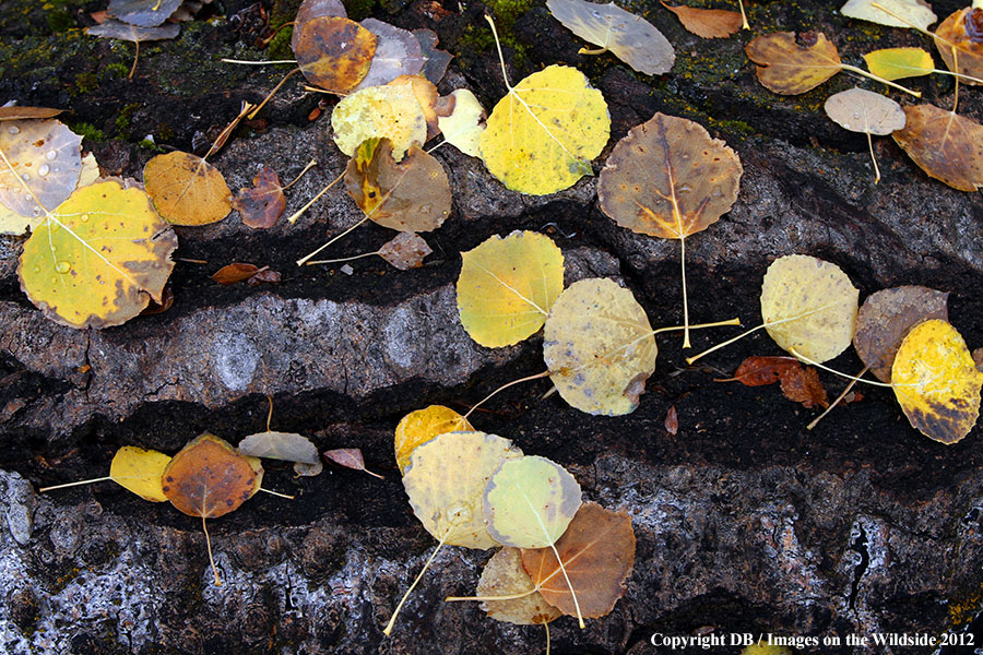 Aspen leaves on log.