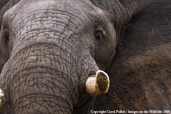 Elephant bull head shot