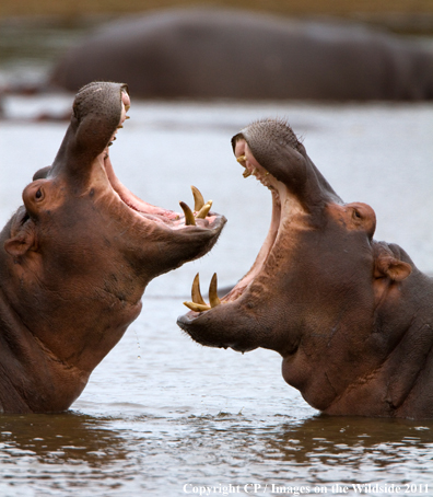 Hippos fighting in water. 