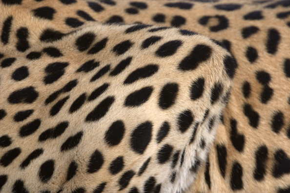 Close-up of leopard spots