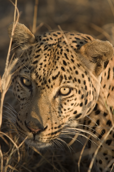 Leopard (portrait). Africa