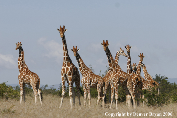 African Reticulated Giraffes