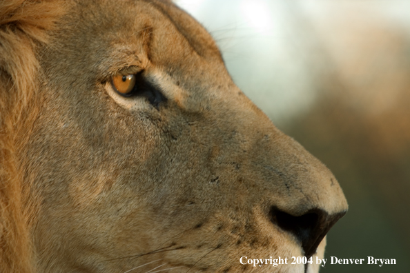 Male African lion in habitat. Africa