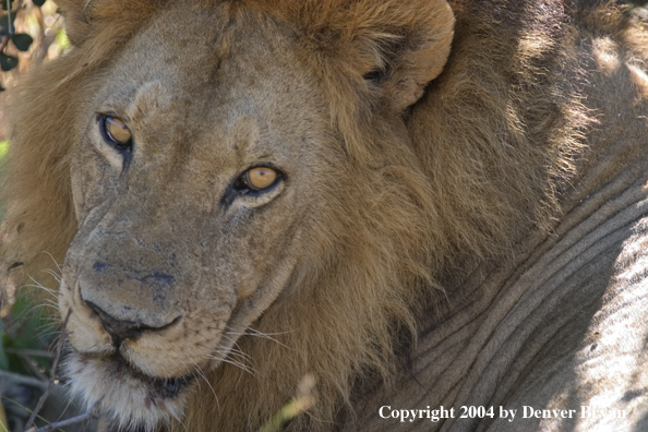 Male African lion in the bush.