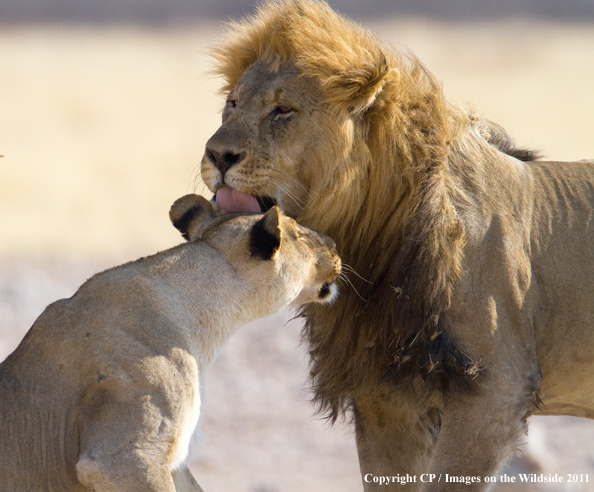 Male and female lion breeding. 