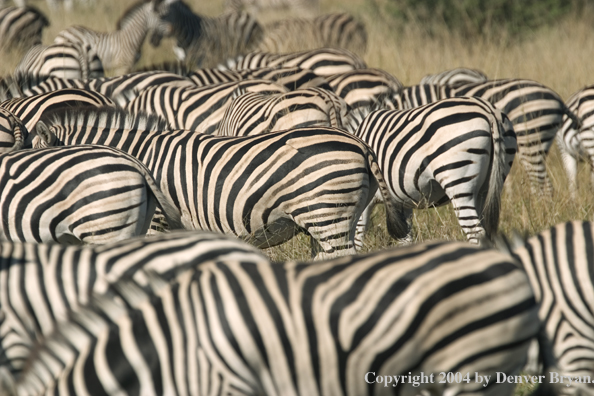 Herd of Burchell's Zebra.  Africa.