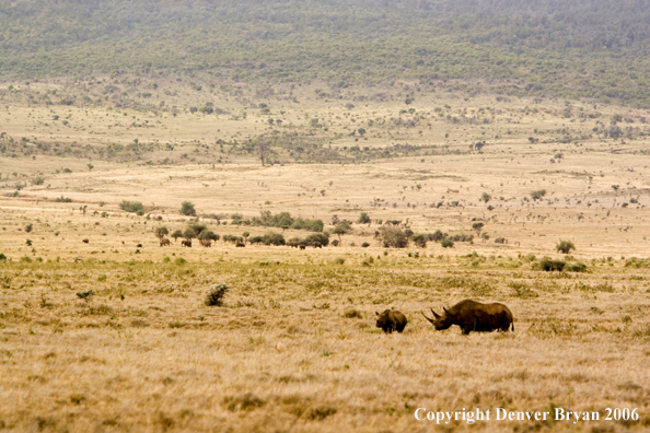 Black rhino in Africa.