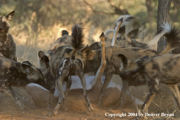 Pack of African Wild Dogs feeding on kill.