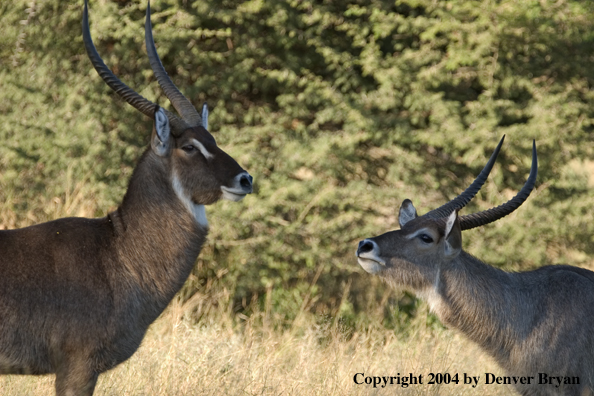 Pair of Common Waterbuck in habitat.