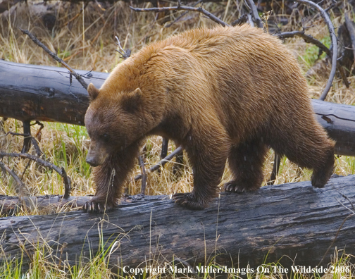 Black bear in habitat.