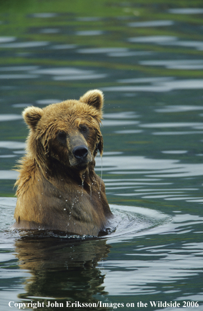 Brown bear in habitat. 