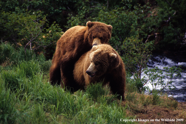 Brown bears mating