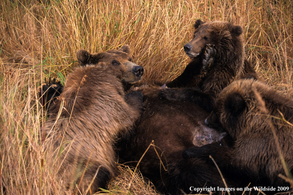 Brown Bear nursing cubs