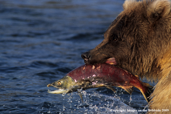 Brown Bear in habitat with fish