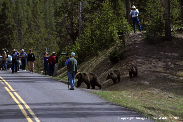 Grizzlies crossing road