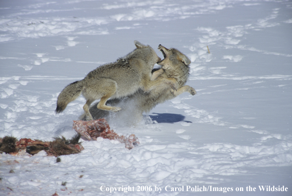 Coyotes fighting over dead carcass.