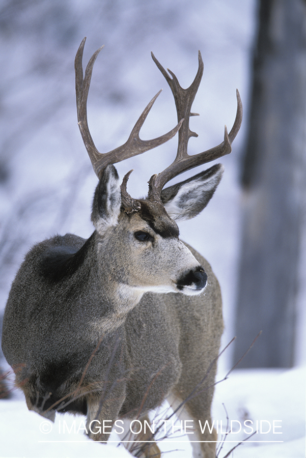 Mule deer in winter.