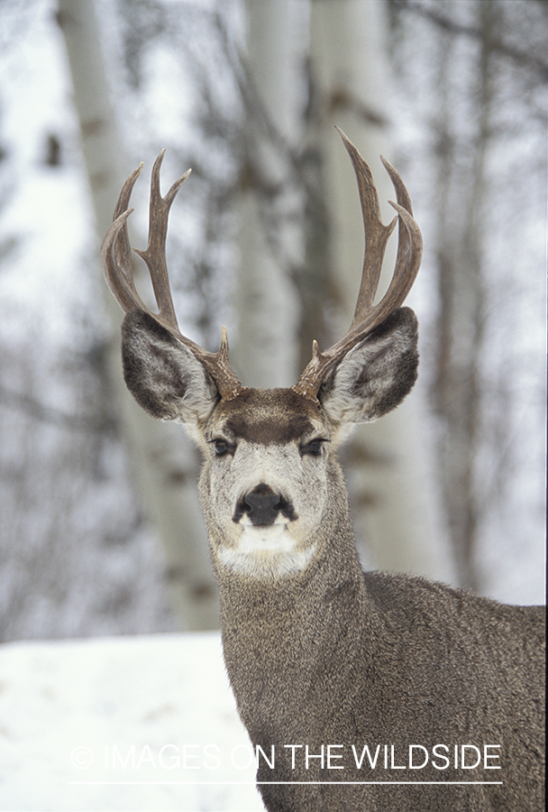 Mule deer in winter.