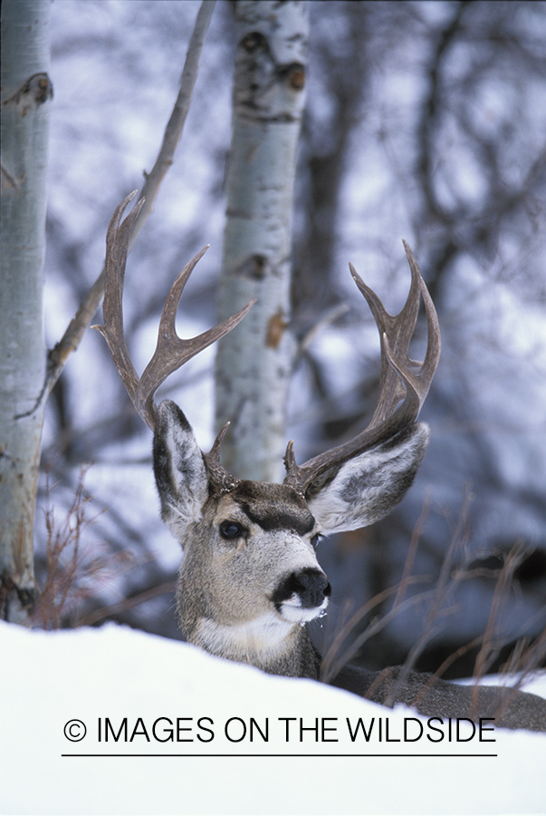 Mule deer bedded down in snow.