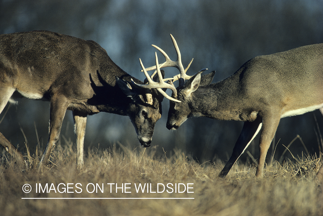 White-tailed deer bucks sparring in meadow.