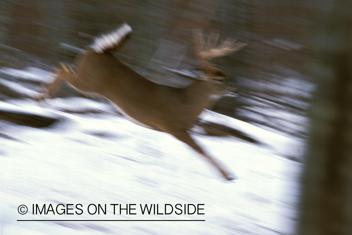 Whitetailed deer jumping.