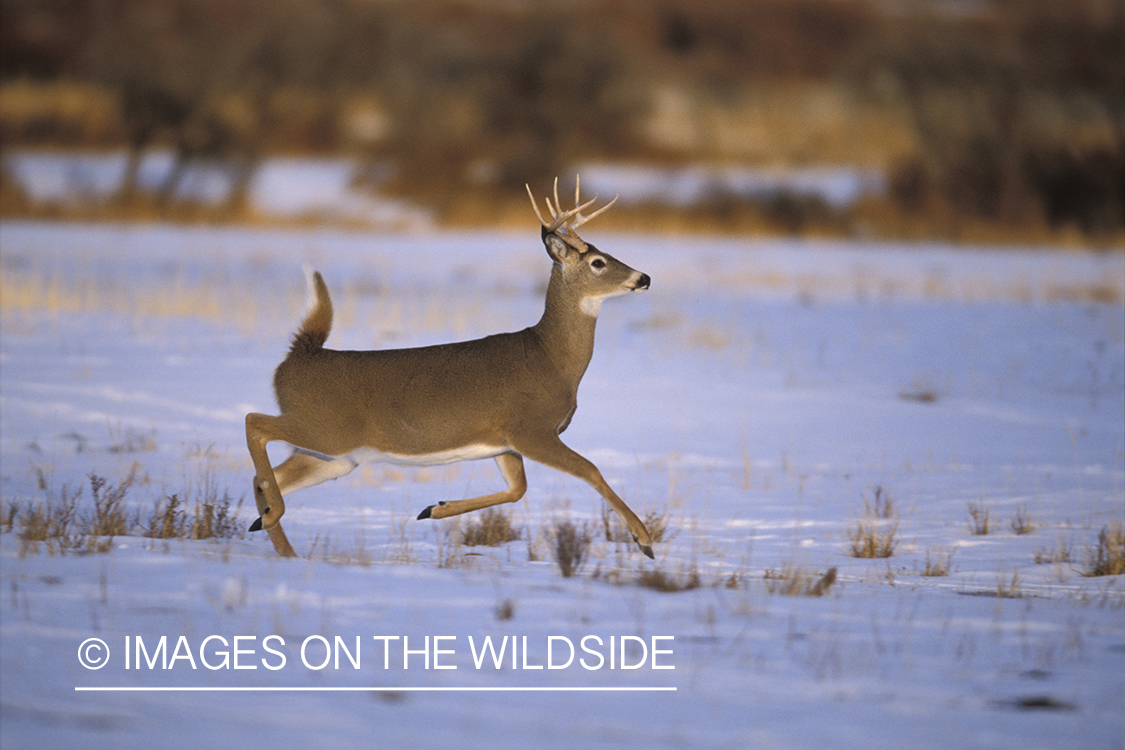 Whitetailed deer running.