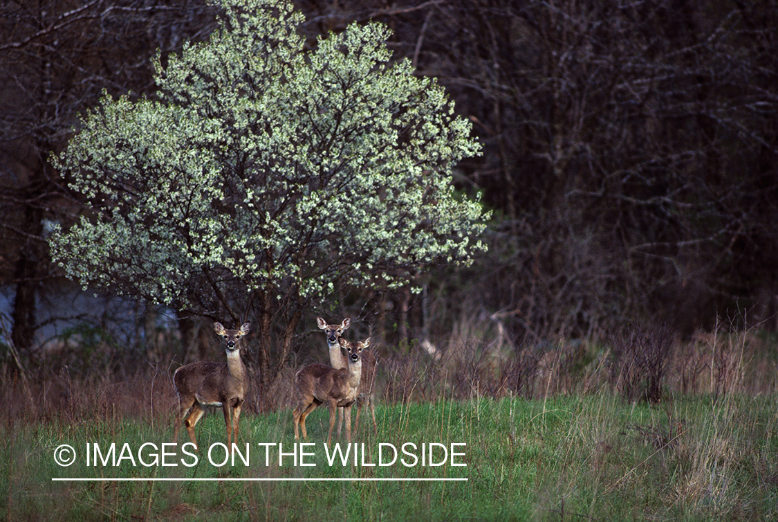 Whitetail Does in Field