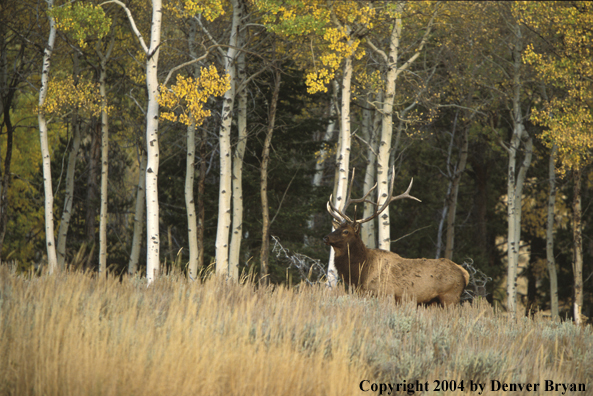 Bull elk in habitat.