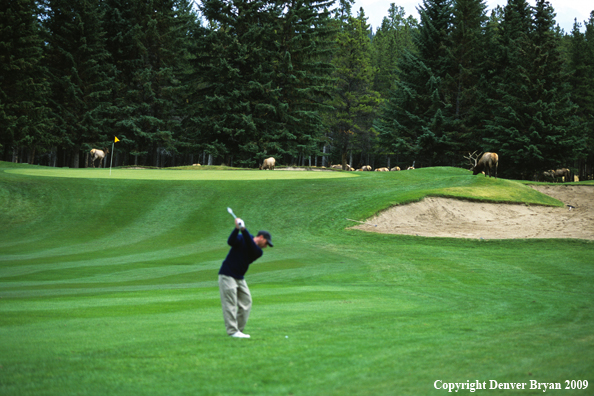 Golfer with Elk on Golf Course