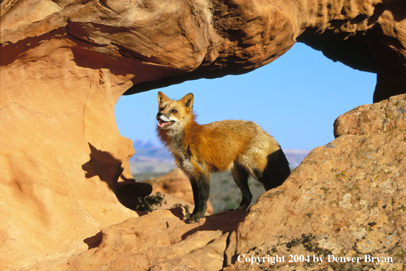 Red fox in habitat.