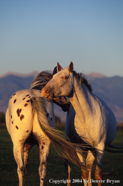 Appaloosa horses scratching each other.