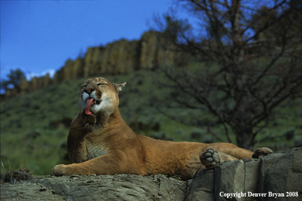 Mountain Lion Grooming on Rocky Outcropping