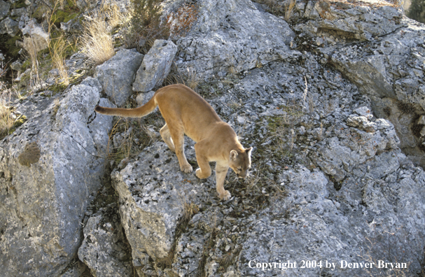 Mountain lion in habitat