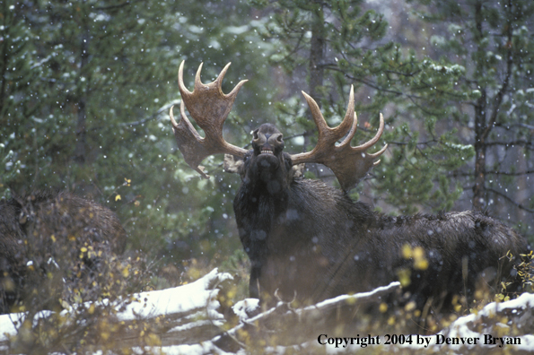 Bull moose bedded down in the forest.