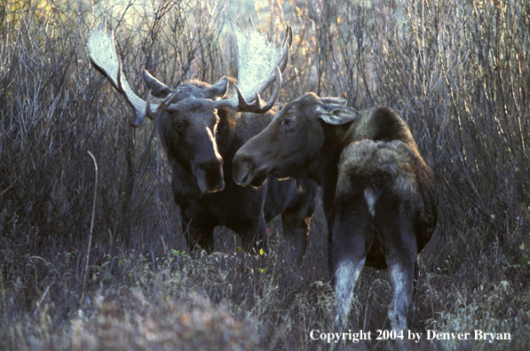 Bull and cow moose in habitat.